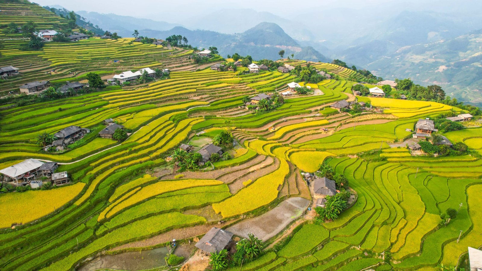 Ha Giang Ricefileds